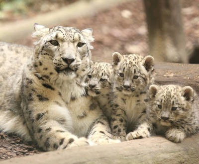 Journée internationale du léopard des neiges