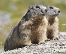 Journée de la marmotte