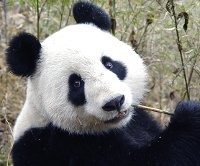 Le 4 octobre, journée mondiale des animaux Panda