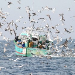 Journée mondiale pour la fin de la pêche