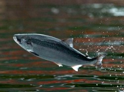 Journée mondiale des poissons migrateurs