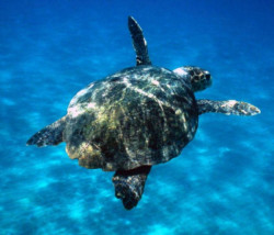 Journée mondiale de la tortue