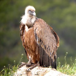 Journée internationale de sensibilisation aux vautours