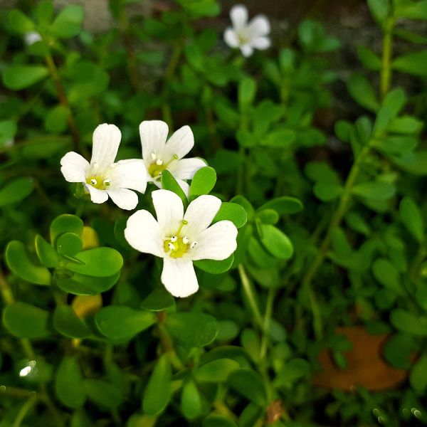 bacopa monnieri