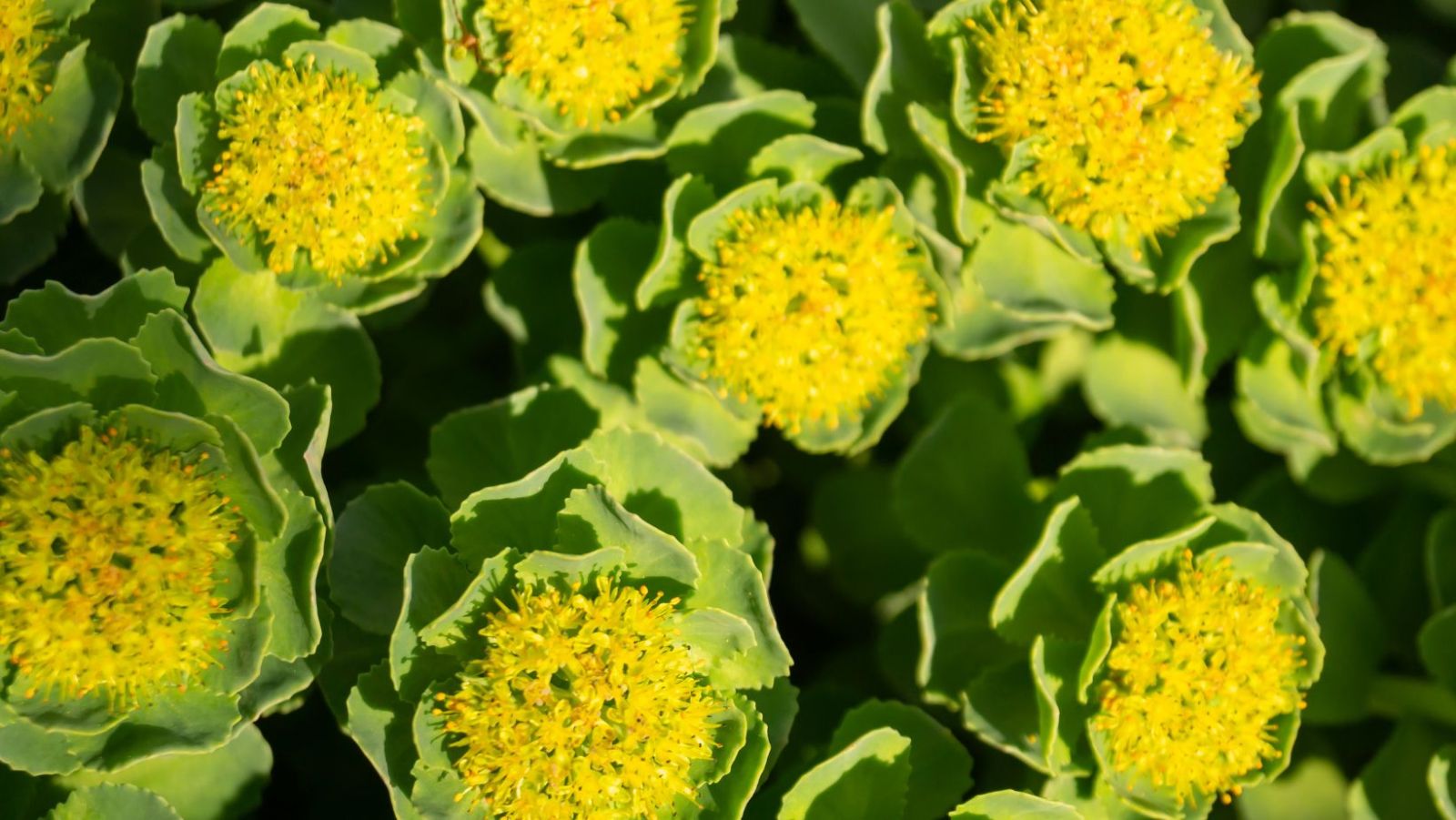 Rhodiola – Un Trésor Naturel pour Votre Bien-être : Bienfaits et Dangers