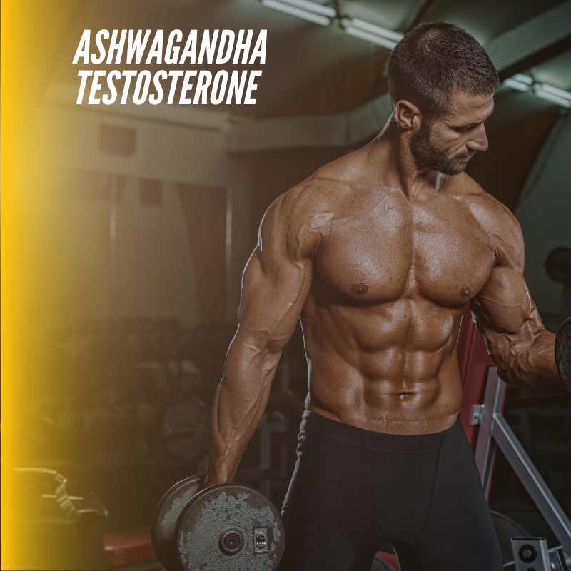 ashwagandha testosterone 