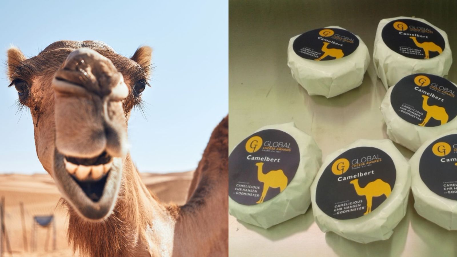 Ce fromage à base de lait de chameau est la nouvelle star des plateaux de fromages