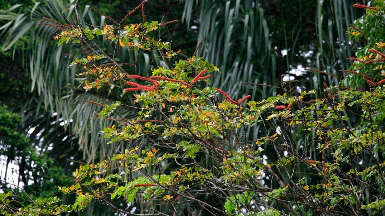 guyane biodiversite plante