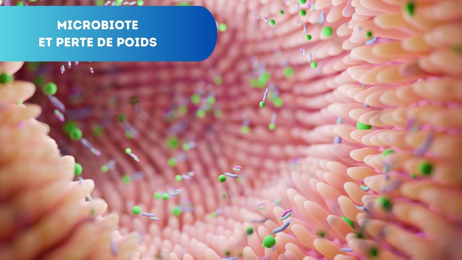 Comment Le Microbiote Intestinal Peut Booster Votre Perte de Poids