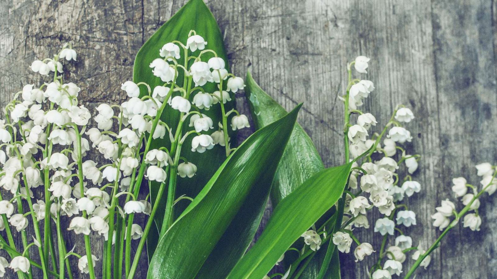 Muguet 1er mai: Tout savoir sur la star du printemps, fleur porte ...