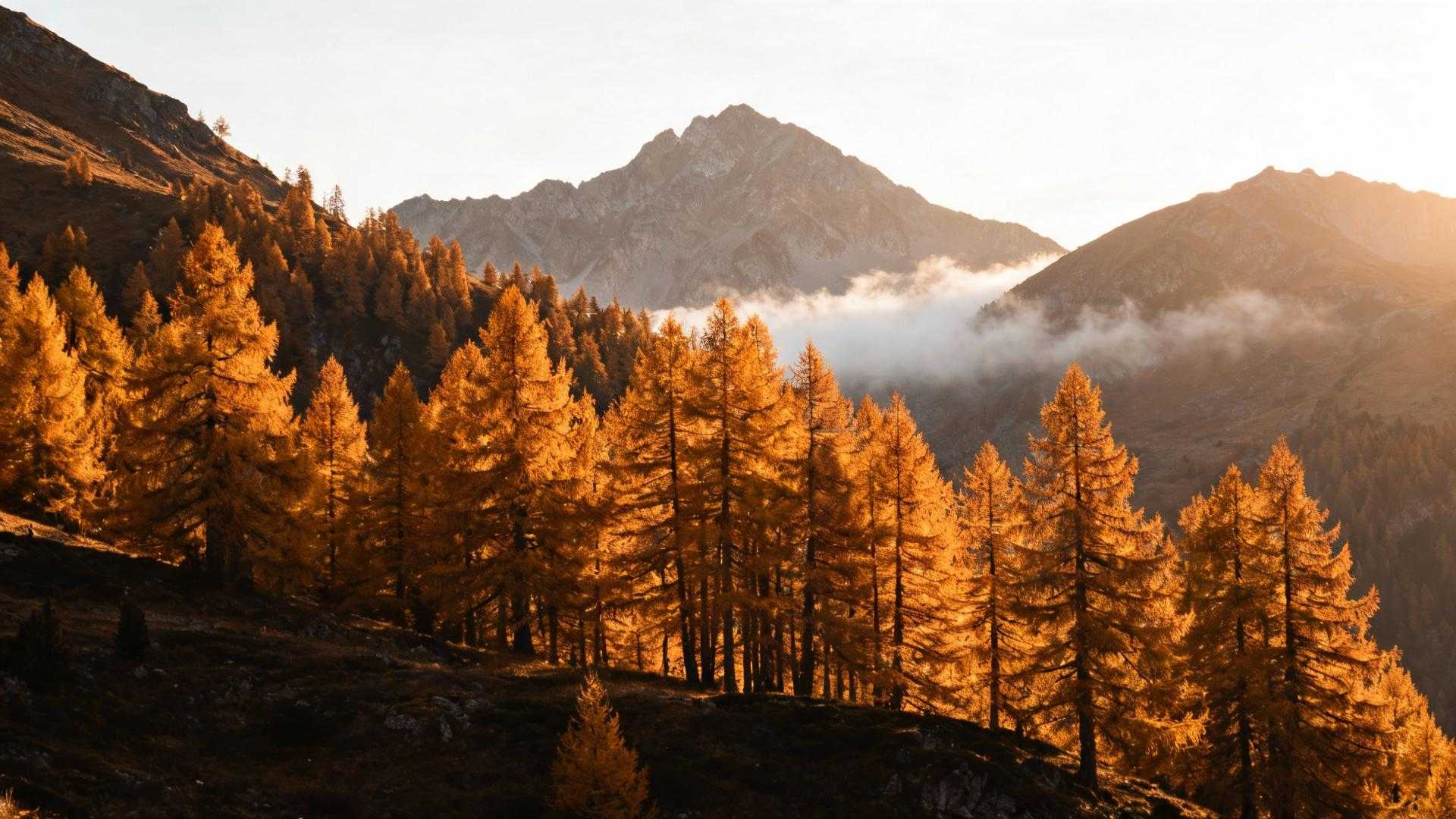 En Savoie, ces forêts de mélèzes dorés rivalisent avec le Canada en octobre
