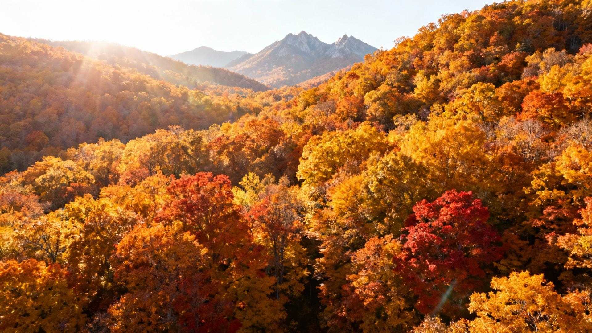 Entre le 15 et le 31 octobre, 18 jours ensoleillés transforment la France en palette plus spectaculaire que le Canada
