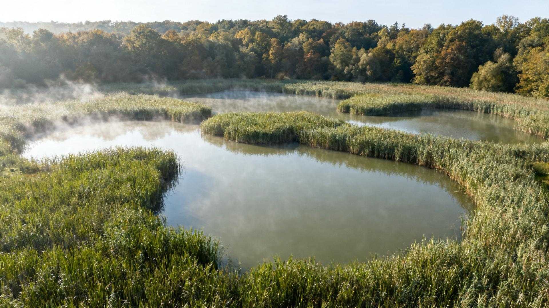 203 hectares sauvés par 200 habitants – ces étangs médiévaux cachent 165 espèces
