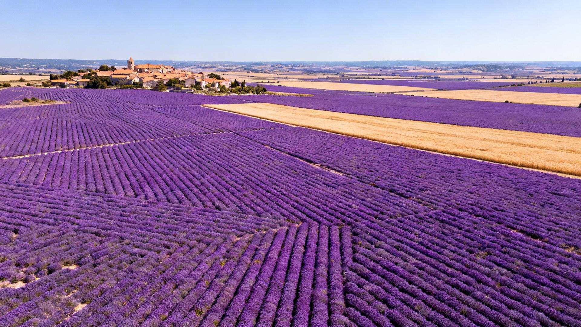 800 km² de lavande que Paris ignore – mais 60 000 Asiatiques photographient