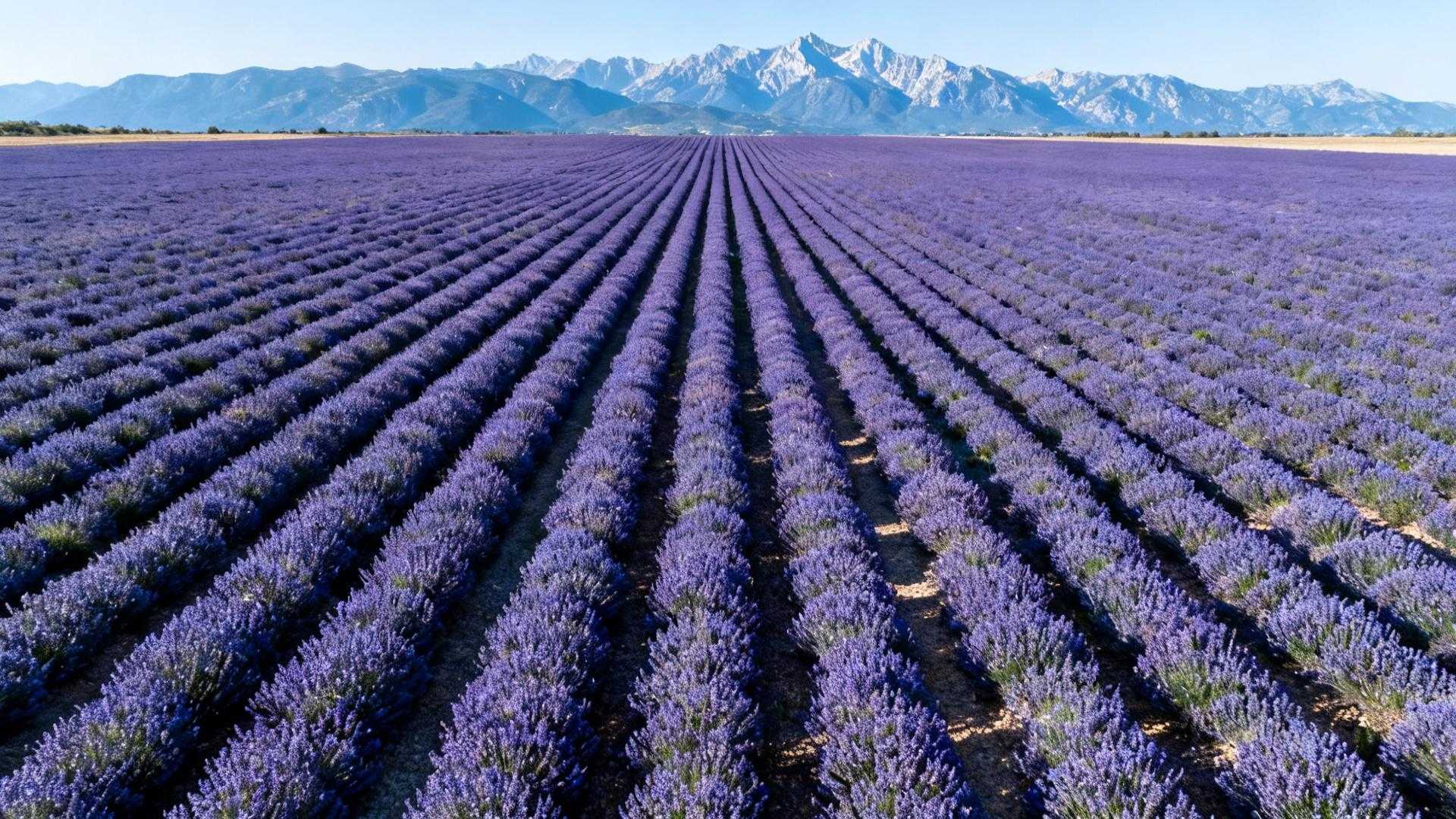 Ce plateau de 800 km² cultive ce que même la Toscane envie