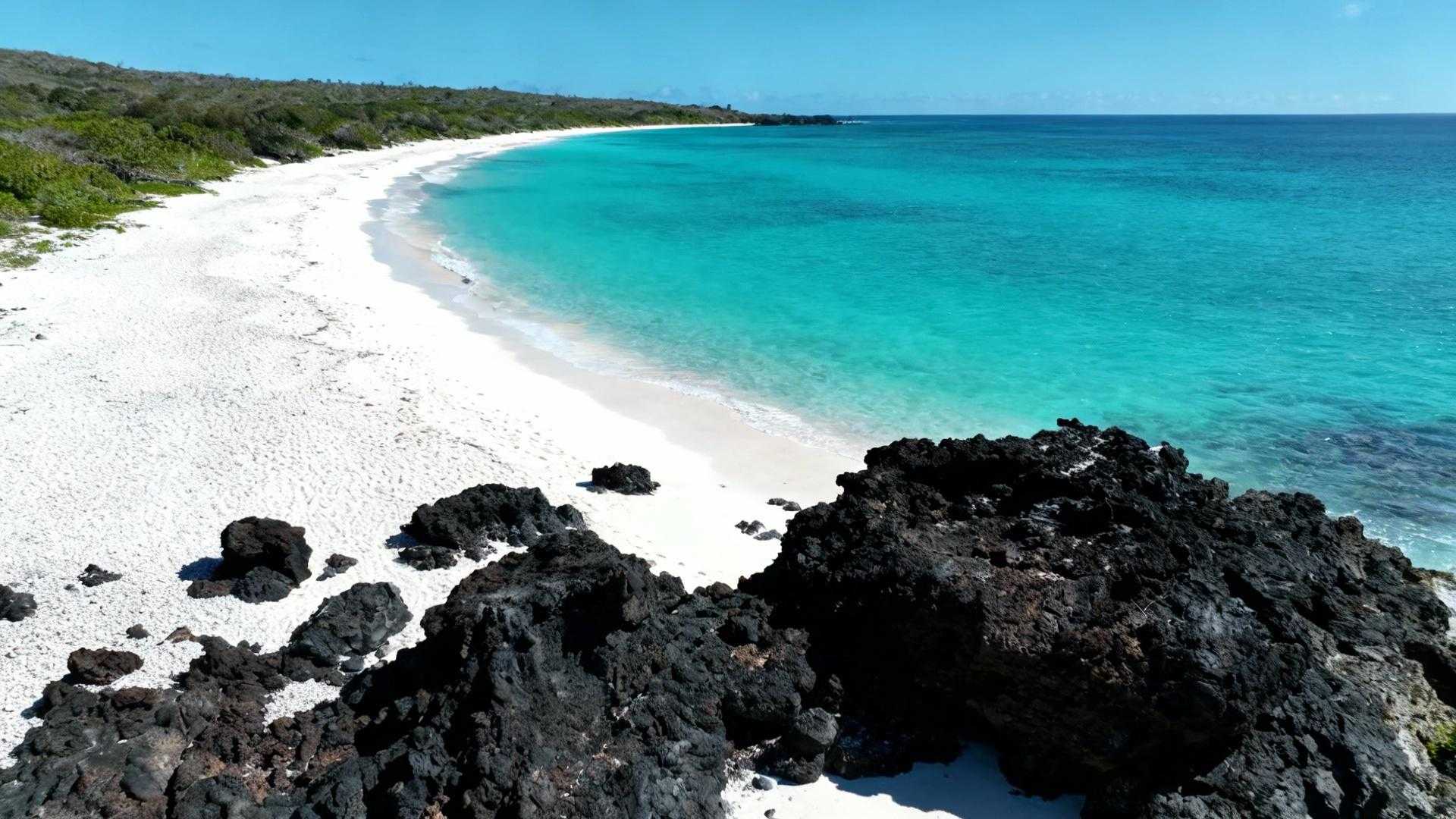De boot legt aan in Puerto Ayora, Santa Cruz, waar 270.000 jaarlijkse Galápagos-bezoekers hun eerste stappen zetten. Maar ik sla linksaf, weg van de toeristenboten, richting het registratiekantoor van Tortuga Bay. Verplichte naamregistratie, geen auto's toegestaan, alleen een 2,5 km wandelpad door lavalandschap. Wat ik binnen een uur bereik — wit koraalzand tegen zwart vulkanisch gesteente, mariene leguanen die me negeren, turquoise water zonder motorbootgeluid — beantwoordt waarom dit strand zichzelf beschermt door toegang te reguleren in plaats van te maximaliseren. Het Lavapad Dat Toeristen Filtert Voordat Je Het Strand Bereikt De wandeling vanaf Puerto Ayora is geen gemakkelijke promenade maar een intentionele drempel. 2,5 km over verharde paden door gedroogd lavalandschap, zonder schaduw, met enkel cactussen en af en toe een finch als gezelschap. De registratieplicht bij het beginpunt filtert wie echt wil komen versus impulsieve strandbezoekers. Naam, nationaliteit, verwachte terugkeertijd — dit designelement houdt dagelijkse aantallen beheersbaar. De Galápagos Park Service implementeerde dit systeem na eerdere overbelasting van het fragiele ecosysteem. Vergelijkbaar met Puerto Rico's beschermde baaien, waar lokale gemeenschappen natuur bewaken via toegangsregulering. Tegen de tijd dat het witte zand verschijnt, heb je verdiend wat volgt. Een 2,5 km breed strand met amper 30-40 bezoekers verspreid, versus de duizenden per dag op andere Galápagos-locaties. Waarom Wit Koraalzand En Zwarte Lava Tortuga Bay's Visuele Signature Zijn De eerste onthulling, wat de werkelijke reden blijkt waarom iPhone-foto's dit strand nooit juist vangen. Wit koraalzand botst tegen zwart vulkanisch gesteente in scherpe lijnen die visueel shockeren. Het Contrast Dat Instagram Niet Reproduceren Kan Geen zachte overgangen — hard geologisch contrast dat ter plaatse overweldigt. Koraalgruis knarst anders dan gewoon zand, lava absorbeert hitte tot 45°C, water voelt constant 24-26°C aan. Turquoise water créeert een derde kleurlaag door beschermd koraalrif dat helderheid garandeert. Sally Lightfoot krabben schieten fel oranje-rood af tegen zwarte rotsen. Net zoals Palau's unieke mariene fauna, ontstaat hier visuele magie door geologische geschiedenis. Darwin noteerde in 1835 al deze kleurenexplosie. Darwin's Erfgoed Dat Nog Steeds Rondloopt Mariene leguanen liggen bewegingloos op lavarotsen om lichaamstemperatuur te reguleren na koude duikbeurten voor algen. Ze tolereren menselijke aanwezigheid tot 2 meter — geen vluchtgedrag door eeuwenlange isolatie van landpredatoren. Blauwe en bruine Jan-van-genten, pelikanen cirkelen boven de lagune. Dit is geen dierentuin-ervaring — dit is observeren zonder barrières. Zoals Juan Carlos, lokale gids van Galápagos Park Service, uitlegt: "Tortuga Bay is een zeldzame plek waar natuur en toerisme in perfecte balans samenkomen." De Kleine Lagune Waar Witte Rifhaaien In 1 Meter Water Zwemmen Na het hoofdstrand leidt een tweede pad naar een kleinere, beschutte baai met mangrove-oevers. Hier transformeert Tortuga Bay van strand naar ecosysteem. Waterdiepte: slechts 0,5-1,5 meter, perfect voor observatie zonder snorkeluitrusting. Mangrove-Beschermde Baai Als Kraamkamer Jonge witte rifhaaien zwemmen zichtbaar vanaf de oever. Roggen glijden over zandbodem terwijl watertemperatuur en mangrove-beschutting een natuurlijke kraamkamer creëren. Zoals Puerto Rico's unieke mariene biodiversiteit, biedt deze lagune inzicht in ongestoorde natuurlijke processen. María Fernanda, eigenaar van een eco-lodge in Puerto Ayora, bevestigt: "Onze gasten komen vooral voor de rust en de mogelijkheid om schildpadden en leguanen van dichtbij te zien. Tortuga Bay blijft een van onze beste natuurlijke attracties." Wat Locals Hier Doen Versus Wat Toeristen Proberen Locals komen voor vroege ochtend-joggen over het strand, familiepicknicks in schaduw van palmen, kayakverhuur tegen € 25-40 per dag voor mangrove-exploratie. Toeristen proberen snorkelen bij koraalriffen, wildlife-fotografie, zonsondergang fotograferen. Het verschil: locals vermijden middagzon, toeristen komen precies tijdens piekuren. Net zoals Nicaragua's autovrije eilanden, behoudt Tortuga Bay authenticiteit door infrastructuur te beperken in plaats van uit te breiden. Waarom Registratieplicht Tortuga Bay Redde Van Commerciële Overdosis Voor implementatie van toegangscontrole leed Tortuga Bay onder zwerfvuil, verstoring van nestplaatsen, gedegradeerde mangroves. De huidige registratieplicht creëert psychologische drempel plus traceerbaarheid bij incidenten. Geen absolute aantalsbeperking, maar gedragsregulering. Vergelijking met andere stranden: Varadero ontvangt 1+ miljoen bezoekers per jaar op vergelijkbare oppervlakte — kunstmatige infrastructuur, resorthotels. Tortuga Bay: geschat 100.000 bezoekers per jaar verspreid over intact ecosysteem. Het verschil zit niet in cijfers maar in ontwerpfilosofie. Geen hotels op het strand, geen restaurants, geen parasolverhuur — alleen het pad, het strand, de wildlife. De Galápagos Conservancy rapporteert dat bezoekers hier "de natuurlijke habitat ervaren zoals Darwin die ooit zag." Jouw Vragen Over Tortuga Bay, Îles Galápagos (Équateur) Beantwoord Wat zijn de exacte toegangskosten en openingstijden? Tortuga Bay zelf is gratis na registratie bij het Charles Darwin Research Station-toegangspunt in Puerto Ayora. Openingstijden: 06:00-18:00 uur dagelijks, laatste toegang 17:00. Je moet uiterlijk 18:30 terug zijn bij registratiepunt. Eventuele kayakverhuur kost € 25-40 per dag via lokale operators. Hoe zwaar is de wandeling voor gemiddelde conditie? Het 2,5 km pad is verhard maar volledig onbeschaduwd, met minimale hoogteverschillen. Gemiddelde wandeltijd: 45-60 minuten enkele reis. Moeilijkheidsgraad: makkelijk tot medium afhankelijk van temperatuur. Breng 2 liter water per persoon, zonnebrandcrème SPF 50+, hoed verplicht. Is Tortuga Bay beter dan andere Galápagos-stranden zoals Playa Mann? Tortuga Bay biedt meer ruimte — 2,5 km versus 200 meter Playa Mann — minder drukte door wandeldrempel, en unieke mangrove-lagune met rifhaaien. Playa Mann is gemakkelijker bereikbaar maar drukker. Voor authentieke wildlife-ervaring zonder toeristenboten wint Tortuga Bay overtuigend. De zon zakt achter de Stille Oceaan terwijl ik terugwandel, mijn voetsporen al uitgewist door opkomend tij. Een mariene leguaan kijkt me na vanaf zwarte lava — bewegingloos, eeuwenoud, onverstoord. Het registratieformulier bij de uitgang vraagt of alles in orde was. Ik kruis "ja" aan en besef dat Tortuga Bay werkt omdat het weigert gemakkelijk te zijn.