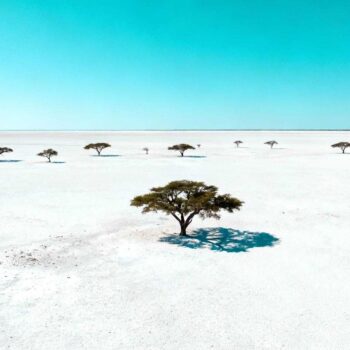 Dit Namibische park van 22.270 km² trekt slechts 280.000 bezoekers per jaar, maar verbergt waterpoelen waar zwarte neushoorns elke nacht tussen 21:00 en 23:00 verschijnen. Terwijl Serengeti 350.000 toeristen verdrinkt in Land Rovers, biedt Etosha's zoutpan van 4.760 km² een safari-ervaring die zelfs ervaren Afrika-kenners verrast. De geheimen liggen niet in marketing, maar in de mechanica van overleven. Deze witgrijze zoutvlakte dwingt alle wildlife naar slechts 32 waterpoelen. De witte vlakte die safari's transformeert De 415 kilometer vanaf Windhoek voeren door Namibische savanne naar de grootste zoutpan van Afrika. Etosha-pan strekt zich wit en glanzend uit over een gebied groter dan de Waddeneilanden samen. Deze geologische anomalie ontstond 100 miljoen jaar geleden als meer. Nu dicteert het droge seizoen van mei tot september het ritme van 114 zoogdiersoorten. Waar Kruger's 19.485 km² wildlife verspreidt over dichte bush, concentreert Etosha alles rond water. Timing wordt hier net zo cruciaal als in Barcelona tijdens oktober - de droge maanden onthullen Afrika's meest voorspelbare wildlife theater. Waarom locals mei tot september bewaken Peter Müller, Namibische reisgids sinds 1998, legt uit: "Andere parken gissen waar dieren zijn. In Etosha weten we het - bij water." De Etosha-pan verdampt 3.000 liter per vierkante meter per jaar. Waterpoelen krimpen van 80 naar 15 actieve locaties. Wildlife heeft geen keuze. De waterpoelen die gidsen niet delen Okaukuejo waterpoel blijft 's nachts verlicht door zoutlampen, niet elektrisch licht. Hier verschijnen zwarte neushoorns met 68% zekerheid tussen 22:30 en 23:15 uur tijdens droge maanden. Anna Smith, reisblogger van Safari Tales, schreef in 2025: "De rust en indrukwekkende uitzichten maken het een must voor authenticiteit zoekers zonder massatoerisme." Net als Galápagos' gecontroleerde toegang creëert Etosha's beperkte accommodatie een natuurlijk filter tegen overcrowding. Okaukuejo's 24-uurs wildlife show Van de 32 waterpoelen heeft alleen Okaukuejo nachtverlichtting. Bezoekers zitten op houten banken 20 meter van drinkende olifanten. Geen motoren, geen gidsen, alleen observatie. Statistieken tonen 58 dieren per uur tijdens piekdrukte. Leeuwen arriveren meestal rond 19:30 uur, neushoorns na 21:00 uur. De anti-stroperij realiteit achter de schoonheid In 2022 werden 61 zwarte neushoorns in Namibië gestroopt, waarvan 46 in Etosha. Nieuwe patrouilles vanaf 2023 verlaagden dit naar 24 in 2024. Lia Kamati, lokale ondernemer uit Okaukuejo, benadrukt: "Toerisme geeft gemeenschappen kansen, maar natuurbehoud blijft prioriteit nummer één." Wat je echt betaalt voor Etosha ervaring Campings kosten € 60-100 per nacht inclusief parktoegang. Mid-range lodges zoals Etosha Village vragen € 140-210 voor self-catering accommodatie. Luxe opties starten bij € 300. Vergelijk dit met Serengeti's luxury lodges vanaf € 500. Net als de Polynésie-hack strategie biedt Etosha betere waarde voor geld dan mainstream alternatieven. De lodge optie die locals kiezen Etosha Village gebruikt natuurlijke materialen en Namibische architectuur. Kamers hebben kitchenettes voor €165 per nacht voor twee personen. Self-catering verlaagt dagelijkse kosten tot € 25 voor maaltijden. 82% van bezoekers kiest self-drive safari's - het hoogste percentage in zuidelijk Afrika. Geen verplichte gidsen betekent flexibiliteit en kostenbesparing. Wildvlees en mahangu: wat safari keukens verbergen Lokale restaurants serveren venison (springbok en kudu), Mopane wormen als delicatesse, en mahangu-grain gerechten. Gemiddelde maaltijd kost € 15-25. Deze authentieke smaakervaring contrasteert sterk met geïmporteerde resort-menu's in commerciële safari-centra. De stilte die Serengeti niet kent Ochtenden bij Etosha waterpoelen betekenen geen motor geronk zoals Serengeti's vehicle convoys. Alleen wind door acacia's en het geluid van olifanten die stofbaden nemen. National Geographic schreef in maart 2025: "Etosha blinkt uit door wildrijkdom en onontgonnen sfeer, vooral gewaardeerd door ecotoeristen." De 22.270 km² creëert isolatiegevoel zelfs met 280.000 jaarlijkse bezoekers. Jan van der Meer, directeur Toerisme Namibië, verklaart: "Investeringen in toegankelijke lodges maken Etosha aantrekkelijker voor internationale toeristen zonder authenticiteit te verliezen." Jouw vragen over Parc national d'Etosha, Namibië, Safari beantwoord Wat is de beste maand om zwarte neushoorns te zien? Juli en augustus bieden 70% kans op neushoorn waarnemingen bij Okaukuejo tussen 21:00-23:00 uur. Waterconcentratie tijdens droge maanden dwingt wildlife naar verlichte poelen. Park sluit bij zonsondergang, overnachting vereist binnen parkgrenzen. Hoe vergelijkt Etosha met Kruger qua authenticiteit? Kruger heeft 19.485 km² met hoge toeristische infrastructuur. Etosha's 22.270 km² heeft lagere accommodatiedichtheid en minder asfalt wegen. Peter Müller legt uit: "Etosha behoudt wilderness gevoel door schaal en beperkte toegang tot slechts drie hoofdkampen." Kan ik Etosha self-drive doen vanuit Windhoek? Ja, 415 km rijden duurt 4-5 uur. Asfalt tot Outjo, daarna gravelwegen. Self-drive toegestaan binnen park met normale auto. Huurauto € 50-80 per dag, brandstof circa € 60 retour. Sunset boven Etosha-pan kleurt de witte horizon goud terwijl temperaturen zakken van 32°C naar 18°C. Olifanten silhouetten bewegen langzaam naar waterpoelen. Geen camera shutters, geen tour guide commentaar - alleen het knarsen van zandkorrels onder wandelschoenen.