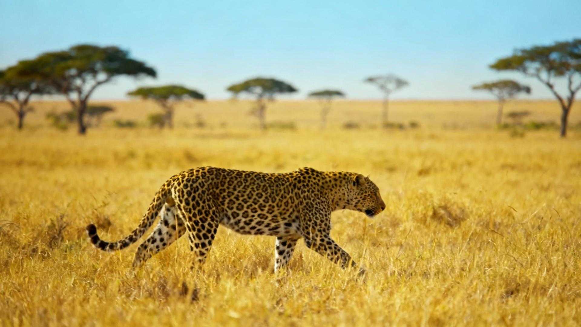 Augustus in Kruger National Park. Ochtendzon brandt boven de savanne. Toeristen verdringen zich bij Skukuza's waterpoelen terwijl de temperatuur 32°C bereikt. Hotels rekenen €215 per nacht voor standaard kamers. Drie maanden eerder, mei om 06:30. Dezelfde waterpoelen, geen toeristenbussen, 12°C ochtendkou. Leeuwen bewegen vrij in open grasland waar hoge vegetatie verdwenen is. Hotel kostte toen €128. Het verschil ligt niet in de bestemming, maar in seizoenswijsheid die Zuid-Afrikaanse safari-gidsen al decennia toepassen. Wat Zuid-Afrikaanse rangers weten over winter-safaris De droge winterperiode mei tot september transformeert Kruger in een natuurlijke schouwburg. Vegetatie daalt van 2,5 meter in maart tot 0,8 meter in augustus. Watergaten concentreren wildlife binnen een straal van 500 meter. SANParks registreert 95% Big Five waarnemingskans in september versus 66% in december. Temperaturen variëren van 10°C tot 25°C, waardoor dieren actief blijven tijdens daglichturen. Safari-gids Luka van der Merwe van Wilderness Safaris legt uit: "Onze Big Five succesratio in september is 3,8% hoger dan augustus door kalverseizoen-activiteit." De wetenschap achter Kruger's droge seizoen voordeel Het mechanisme dat wildobservaties driemaal effectiever maakt ligt in waterconcentratie en vegetatieverlies. September bereikt 95,2% Big Five waarnemingssucces, het hoogste van het jaar. Watergaten als natuurlijke observatieposten Tijdens droge maanden drogen secundaire waterpoelen op. Dit dwingt 90% van alle wildlife naar permanente waterpoelen zoals Ngotso Dam en Sunset Dam. Rangers rapporteren gemiddeld 12,3 verschillende soorten per uur in september versus 6,1 soorten in december. Olifantsrivier droogt tot 15 meter breedte, waardoor 300+ olifanten naar één drinkplek moeten. Vegetatie transformatie onthult Big Five Grasland bereikt zijn laagste hoogte van 0,4 meter in september. Leeuwen en luipaarden worden zichtbaar op 200 meter afstand versus 30 meter in het natte seizoen. Baobab- en acaciabomen verliezen bladeren, waardoor zicht op boombewoningen verviervoudigt. Dit Namibische park gebruikt vergelijkbare waterconcentratie-strategieën. Maand-voor-maand safari strategie Concrete timing maximaliseert zowel wildlife-observaties als budgetvoordelen. Hotelsprijzen fluctueren met €120 verschil tussen seizoenen. Mei-juni: Laagste prijzen, hoogste wildlife dichtheid Accommodaties kosten €128-145 voor standaardkamers versus €215-235 in augustus. Minimale toeristendrukte betekent vrije keuze van observatieposten. Olifanten concentraties bij Olifantsrivier bereiken 80-120 exemplaren per dag. September biedt 22% gemiddelde kortingen door 45% lagere bezetting dan hoogseizoen. September: Kalverseizoen transformeert dynamiek Impala's, koedoes en waterbokken bevallen tussen 1-30 september. Dit lokt roofdieren naar kuddes, waardoor interacties spectaculair toenemen. SANParks senior ranger Thandiwe Mbeki verklaart: "Het gras is tot 0,4 meter afgeknapt door droogte, dieren groeperen zich rond laatste waterpoelen, en kalverseizoen lokt roofdieren." Net zoals Rome in mei-september optimale timing biedt. Waarom juli-augustus toch piekseizoen blijft Het paradox van Zuid-Afrikaanse schoolvakanties creëert kunstmatige drukte. Juli-augustus trekt 35% van jaarlijkse 1,8 miljoen bezoekers. Europese zomervakanties versterken deze trend, ondanks dat mei-juni 40% lagere kosten biedt. Zuid-Afrikanen die Kruger kennen mijden systematisch juli-augustus wegens overvolle paden en twee uur wachttijd bij poorten. Een conservatie-expert van SANParks legt uit: "Watergaten concentreren dieren in late droogte vanwege 80% lagere waterpeilen, maar toeristen volgen schoolkalenders in plaats van natuurcycli." Tromsø in maart toont vergelijkbare tegen-seizoen voordelen. Jouw Vragen Over Kruger Safari Seizoenen Beantwoord Wat is de beste maand voor Big Five waarnemingen? September biedt 95,2% Big Five successkans, het hoogste van het jaar. Juni volgt met 90,2% door waterpoelen-concentratie volgens SANParks data. Mei en augustus zijn secundaire keuzes met respectievelijk 87,6% en 93,8% successkans. December daalt naar 66% door vegetatiedichtheid en regenseizoen. Waarom zijn mei-september accommodaties goedkoper? Europese zomervakanties liggen in juli-augustus en december-januari. Mei-juni valt buiten schoolvakanties, waardoor internationale massa's wegblijven ondanks superieure wildlife-observaties. Private bush lodges bieden 26-29% kortingen in september. Madagaskar eilanden tonen vergelijkbare seizoenspatronen met toeristendrukte-dynamiek. Hoe verschilt Kruger van andere safari-bestemmingen qua timing? Kruger's optimale periode mei-september overlapt met Serengeti's migratie-laagte. Zuid-Afrika heeft wintervoordeel terwijl Oost-Afrika juli-oktober migraties prefereert. Kosten verschillen dramatisch: Kruger self-drive kost €1.650 per week versus €4.200+ voor Serengeti gids-safaris met 62% lagere Big Five garanties. Zonsopgang boven Kruger in juni om 06:15. Een luipaard beweegt langs Sabie River, volledig zichtbaar in het lage gras. Twee toeristen bij het waterpoelhek. Dit is Kruger zoals Zuid-Afrikaanse rangers het kennen — stil, toegankelijk, en spectaculair effectief.