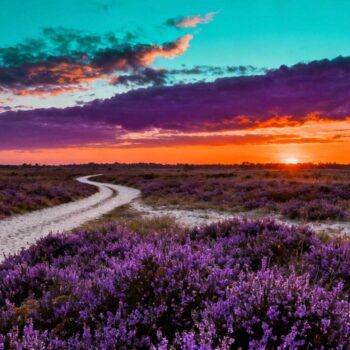 Augustus om 20:30 bij de Scheveningse Pier. Tweehonderd toeristen vechten voor dezelfde foto terwijl de zon achter warmtewaas verdwijnt. Hotels rekenen € 275 per nacht. Verschuif naar mei om 21:15: identieke pier, twaalf bezoekers, dramatische oranje-paarse strepen door helderblauwe lucht, accommodaties € 120. Nederland's timing-geheim voor zonsondergangen draait niet om zomer, maar om de maanden die locals al generaties bewaren voor de meest intense kleuren. Waarom mei en september het kleurenpalet transformeren De meteorologie achter Nederland's mooiste zonsondergangen ligt in luchtvochtigheid. Mei registreert gemiddeld 55% luchtvochtigheid versus 75% in augustus. Lagere zonhoeken creëren kortere atmosferische afstand, minder stofdeeltjes betekent helderder spectrum. Temperatuurverschillen van 15°C tussen mei en augustus beïnvloeden atmosferische dichtheid. Koelere lucht produceert scherpere contrasten tussen oranje, rood en paars. Wetenschappelijk bewijs toont aan dat golden hour in mei tot 35 minuten duurt versus 28 minuten in augustus. Nationale weergegevens van 2025 bevestigen: bewolkingspercentage ligt optimaal tussen 30-50% in mei en september. Perfect voor dramatische wolkenformaties die zonlicht filteren zonder volledig te blokkeren. 7 Nederlandse locaties die in voor- en najaar exploderen Van Scheveningen tot Zoutelande's rustige stranden onthullen kustlocaties hun geheimen buiten hoogseizoen. Nationaal Park Lauwersmeer biedt 12.000 hectare ononderbroken horizonnen. Arnhem's Rijnkade combineert historische John Frostbrug met waterreflecties. Kustlocaties: Scheveningen en Lauwersmeer timing Scheveningse Pier om 21:00 in mei toont zee-reflecties zonder toerismemassa's. GPS-coördinaten 52.1034° N, 4.2754° E markeren het ideale observatiepunt. Lauwersmeer op de Groningen-Friesland grens biedt UNESCO Werelderfgoed status sinds 2003. Zonsondergang om 19:30 in september creëert Waddenkust silhouetten. Binnenland hoogtes: Dwingelderveld en Loonse Duinen Nationaal Park Dwingelderveld in Drenthe beslaat 3.500 hectare heide en vennen. Beschermd sinds 1991, trekt jaarlijks 100.000 bezoekers. Loonse en Drunense Duinen in Noord-Brabant bieden 360-graden zichten vanaf zandduinen. Beide locaties liggen 90-130 km van Utrecht, bereikbaar binnen twee uur per trein. De concrete timing-tactieken Exacte zonsondergangstijden voor 2025 variëren per locatie en maand. Scheveningen in mei registreert zonsondergang tussen 21:15 en 22:03. September toont 19:45 tot 17:14 progressie. August valt tussen 20:50 en 18:40. Mei: 21:00-21:45 golden hour calculatie Mei 31, 2025 markeert de langste zonsondergang om 22:03. Perfecte aankomsttijd: 21:30 voor optimale lichtcondities. Amsterdam Noord bij Pllek biedt gratis parkeren binnen 500 meter. Arnhem's Rijnkade heeft betaalde parkeerplekken vanaf € 2 per uur na 18:00. September: 19:30-20:15 venster met weersapp strategie September 14 toont zonsondergang om 18:56, September 30 om 17:14. Bewolkingsapps zoals Windy.com voorspellen ideale 30-50% bewolking drie dagen vooruit. Temperaturen van 15-18°C maken lange observatie comfortabel zonder warme augustushitte. Het € 155 kostenverschil Budgetvergelijking tussen mei en augustus toont substantiële besparingen. Hotelkamers in Nederlandse kustplaatsen kosten gemiddeld € 120 in mei versus € 275 in augustus. Restaurantterassen hanteren seizoensprijzen: hoofdgerechten € 18 in mei, € 25 in hoogseizoen. Parkeerkosten in Scheveningen: gratis na 19:00 in mei, betaald tot 23:00 in augustus. Toegang tot natuurgebieden blijft kostenloos, maar campings rekenen € 30-35 in mei versus € 55-60 in zomermaanden. Brandstofkosten stabiel op € 2 per liter in 2025. Jouw Vragen Over De mooiste zonsondergang van Nederland is hier te zien Beantwoord Welke maand heeft de langste golden hour? Juni technisch met 45 minuten, maar mei biedt helderder licht gedurende 35 minuten. Atmosferische condities in mei produceren intensere kleuren door lagere luchtvochtigheid. September golden hour duurt 25-28 minuten met vergelijkbare helderheid als mei. Waar parkeren locals voor Rijnkade Arnhem? Eusebiusplein biedt gratis parkeren na 18:00 weekdagen, 500 meter van optimale zonsondergangplek. Koningsplein heeft betaalautomaten tot 20:00. Locals gebruiken Westervoortsedijk voor gratis straatparkeren binnen 800 meter loopafstand naar John Frostbrug. Hoe voorspel je perfecte zonsondergang-condities? Combineer drie elementen: 30-50% bewolking via Windy.com, windsnelheid onder 15 km/uur, luchtvochtigheid onder 60%. Check weersvoorspelling 72 uur vooruit voor nauwkeurigheid. Vergelijkbare timing-strategieën werken voor berggebieden en kustlocaties. Mei om 21:23 bij Nationaal Park Dwingelderveld. Heide-paars versmelt met oranje horizon terwijl drie fotografen tweehonderd meter verderop hun ideale hoek vinden. Geen wachtrij. Geen gedrang. Alleen het bewijs dat Nederland's mooiste zonsondergangen zich verbergen in maanden die toeristen overslaan.