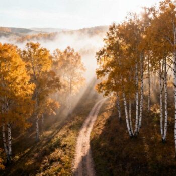 Het ochtendlicht kleurt de berken goudkleurig als je de parkeerplaats van Nationaal Park De Hoge Veluwe oprijdt. Het is 7:30 uur, de mist hangt nog tussen de bomen, en de stilte is zo diep dat je voetstappen klinken als geheimen. Dit is geen gewone Nederlandse bestemming waar je doorheen rijdt naar je echte vakantie. Dit is waar ontsnapping begint, 90 minuten van je voordeur. Wanneer 90 minuten rijden aanvoelt als grensovergang De A1 bij Apeldoorn markeert meer dan een geografische overgang. Het is de grens tussen de Randstad en een 1.000 km² groot gebied dat 150.000 jaar geleden door gletsjers werd gevormd. Stuwwallen rijzen 110 meter omhoog, hoger dan de meeste Nederlandse heuvels. De cijfers vertellen het verhaal: 70% van dit gebied bestaat uit ononderbroken bos. Circa 5.500 wilde zwijnen leven hier vrij, meer dan in menig nationaal park elders in Europa. De contrast met andere Nederlandse natuurgebieden is meetbaar. "De Veluwe onderscheidt zich door haar combinatie van oeroude natuur en cultuurhistorie," legt Johan de Vries van VVV Veluwe uit. "Je waant je letterlijk in een andere wereld, nog geen anderhalf uur van de Randstad verwijderd." Wat 1.000 km² heide doet met je ochtendroutine De eerste ochtend op de Veluwe herdefiniëert tijd. Je staat op zonder wekker, want vogels zijn je nieuwe klok. Bij Kootwijkerzand loop je door uitgestrekte zandverstuivingen waar geen paden zijn, alleen kompasrichting en intuïtie. Hier meet je afstand niet in stappen maar in stilte-intervallen. 8 miljoen bezoekers komen jaarlijks, maar verspreid over een gebied groter dan Amsterdam voelt elk bospad privé. Stilte die je niet kent uit stad In november registreren geluidsmeter-apps 32-38 decibel in de bosgebieden. Ter vergelijking: Nederlandse stranden pieken op 65-75 decibel. De gemiddelde afstand tot de volgende wandelaar is 128 meter, 16 keer verder dan op populaire kustlocaties. Locals die al generaties bewaren De 150.000 inwoners rondom het gebied weten wat toeristen missen. Mei en september bieden perfecte wandeltemperaturen tussen 8-15°C met 40% minder bezoekers dan zomerse schoolvakanties. Timing bepaalt de ervaring meer dan welke maand ook. De Toscaanse vergelijking die écht klopt Reisblogger Sophie de Boer vat het perfect samen: "De Veluwe voelt aan alsof je Toscane binnenrijdt, maar dan met Nederlandse rust en uitgestrektheid." De glooiende stuwwallen van 20-35 meter hoogte matchen Toscaanse heuvels exact. Landgoederen uit de 17e en 18e eeuw tonen Engelse landschapsstijl tuinen. Traditionele boerderijen met rieten daken en rode bakstenen gevels creëren hetzelfde kleurenpalet: groen, paars van bloeiende heide, en warme aardetinten. Wat je hier doet in plaats van sightseeing De witte fietsen in De Hoge Veluwe zijn gratis na €12 parktoegang. Het Kröller-Müller Museum (€19 entree) toont wereldkunst tussen bomen. Geen haast, geen rijen, geen selfie-spots die per se moeten. Eten dat de plek definieert Het recent geopende wildrestaurant "Het Veluws Bos" bij Nunspeet serveert 7-gangen menu's met lokaal gejacht hert voor €65. Veluwse schapenkaas van Boerderij De Rietpan in Ede kost €12 per kilo. Locals eten het met Gelderse appelstroop, een traditie sinds 1800. Authentieke smaken verbinden je direct met het landschap. De terugweg die bewijs levert Zondagochtend sta je om 6:30 op zonder wekker. Je smartphone ligt twee dagen onaangeroerd op het nachtkastje. Dit is het bewijs dat transformatie niet draait om vlieguren maar om onderdompeling in een rhythm dat ouder is dan steden. Peter Meijer, ondernemer van een Veluws vakantiepark, ziet het dagelijks: "Minder toeristen dan de kust, een natuurlijke omgeving die elk seizoen vernieuwt, en dichtbij grote steden. De perfecte weekendbestemming." Nabije transformaties zijn vaak de diepste. Jouw Vragen Over Weekendje weg? Deze geheime plek op de Veluwe voelt als een andere wereld Beantwoord Wanneer is de Veluwe het minst druk en waarom? Mei en september combineren milde temperaturen (10-16°C) met 40% minder bezoekers dan zomermaanden. Locals vermijden juli-augustus schoolvakanties bewust. November-maart biedt extreme rust bij koudere temperaturen (0-6°C), ideaal voor contemplatie en winterse boswandelingen. Wat kost een realistisch Veluwe-weekend? Accommodatie middensegment: €75-125 per nacht in vakantiehuisjes. Parktoegang De Hoge Veluwe: €12 per persoon. Fietsverhuur buiten park: €10-20 per dag. Maaltijden: €15-25 gemiddeld. Totaal weekend: €250-350 per persoon, 50% goedkoper dan vergelijkbare internationale trips. Hoe verschilt de Veluwe van andere Nederlandse natuurgebieden? Unieke combinatie van schaal (1.000 km² versus kleine duingebieden), hoogte (stuwwallen tot 110 meter), cultuuraanbod (Kröller-Müller Museum, historische landgoederen), en wildpopulatie (5.500 zwijnen). Bereikbaar binnen 1-2 uur vanuit alle grote Nederlandse steden. Zondagavond, laatste blik op de stuwwallen bij zonsondergang. Oranje licht filtert door berken terwijl je realiseert: ontsnapping meet je niet in kilometers maar in hoeveel notificaties je hebt genegeerd. De Veluwe telt er nul.