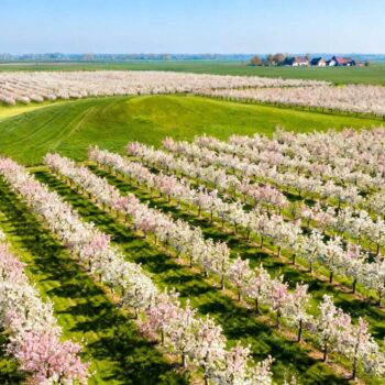 Augustus om 14:30 in een IC-trein richting Maastricht. Dertig toeristen verdringen zich voor raamplaatsen terwijl de airco kreunt tegen 32°C buitentemperatuur. Hotels in Zuid-Limburg rekenen € 180 per nacht. Verschuif naar april om 08:30: dezelfde trein, twaalf passagiers, frisse 11°C lente-ochtend, bloeiende heuvels voorbij het raam, accommodaties voor € 90. Dit is het timing-geheim dat Nederlandse treinreizigers al generaties bewaren. De mooiste landschappen ontvouwen zich niet in zomerdruktes. Ze bloeien op in het 8-weken venster dat april-mei onthult. Het lentevenster dat 88% van Nederlandse treinreizigers mist Nederland telt vijf iconische treinroutes die in de lente transformeren. De Betuwe bloesemroute tussen Culemborg en Beesd ontvangt 100.000 bezoekers in april. Dat klinkt druk, maar in juli-augustus zwelt dit aan tot 285.000 bezoekers. De nieuwe NS-dienstregeling vanaf 14 december 2024 biedt meer treinen in weekenden. Ideaal voor lenteontdekkingen. Temperaturen schommelen tussen 8°C en 15°C in april-mei. Perfect wandelweer zonder zomerse hitte van 25°C+. Nieuwe elektrische treinen op de Zuid-Limburg Heuvellandlijn hebben sinds 2025 panoramische ramen. 20% groter zichtveld voor het glooiende landschap. Veluwezoom Nationaal Park noteert 250.000 bezoekers per lente. Minder dan zomerdrukte, meer dan genoeg voor levendigheid. Vijf routes waar april-mei het landschap hertekent Betuwe's bloesemroute: wit-roze sprookje tussen Culemborg en Beesd April transformeert 19e-eeuwse fruitboomgaarden in bloesemtunnels. Appel-, kers- en perenbloesem kleurt wit-roze tegen groene akkers. De route van 18,3 km voert via Tricht over de Appeldijk naar Landgoed Mariënwaerdt. Zoals Janine de Vries van NS.nl uitlegt: "De lente is het hoogtepunt voor de bloesemroute tussen Culemborg en Beesd; wandelen en reizen gecombineerd is dé manier om het voorjaar te vieren." Het Appelbloesemfestival loopt van 26 april tot 4 mei 2025. Veluwezoom tot Zuid-Limburg: van fris groen naar mediterrane heuvels Mei onthult Veluwezoom's verse loofbossen en heidevelden. Roodbruine zandgrond contrasteert met jong groen. Kasteel Amerongen en andere Rijksmonumenten liggen langs erfgoedroutes. Zuid-Limburg biedt grasrijke hellingen met Toscaanse sfeer. Roodbruine bakstenen huizen, gele dakpannen, pittoreske dorpjes. Valkenburg station vormt het hart van de historische "Miljoenenlijn". Wat locals echt ervaren om 07:30 (en waarom dat € 90 scheelt) Ochtendtrein-ritueel: verse koffie en lege coupés Station Geldermalsen om 07:30. Een lokale vrouw met fiets stapt op, koffiebekertje in hand. Trein richting Tiel is 65% gevuld in april-mei. In zomer stijgt dit naar 88%. Nieuwe fietshuurpunten openen 15 maart 2025 bij Geldermalsen en Tiel station. € 12,50 per dag voor gecombineerde trein-fiets tochten. Kees van Dijk, boswachter Nationaal Park Veluwezoom, bevestigt: "Met de trein door ons park reizen is de ideale manier om de ontluikende natuur zonder drukte te ervaren." De prijsrealiteit achter lentetreinreizen Culemborg accommodaties: € 70-110 per nacht in lente versus € 150-220 in zomer. Dat is 56% besparing. Arnhem/Veluwezoom: € 115 lente, € 200+ zomer. Maastricht: € 130 lente, € 220+ zomer. Treinkosten blijven identiek. Amsterdam-Culemborg € 15-25 enkeltje. Amsterdam-Maastricht € 30-45. Maar betere zitplaatskansen in lente. Specialiteiten zoals Limburgse vlaai kosten € 4,50 in lente, € 5,50 in zomer. April bloesem versus mei groen: het 8-weken dilemma Betuwe's bloesempiek duurt 2-3 weken in april. Kersenbloesem 15-25 april, appelbloesem 3-15 mei volgens Bloesemalert-app voorspellingen. Veluwezoom explodeert in mei-groen tussen 15-31 mei. Oostvaardersplassen wildlife piekt in mei. Edelhertenkalverperiode 15 mei-5 juni. Wilde paarden tonen 32% meer activiteit in mei dan juli. Zuid-Limburg's heuvelbloei: 10-25 mei voor grasrijke hellingen. Het is geen of-of keuze. Beide periodes onthullen unieke natuurlagen. Elke week biedt andere visuele beloningen tussen bloesem en groen. Jouw vragen over de mooiste treinreizen voor de lente beantwoord Welke route is het goedkoopst voor een weekend in april-mei? Betuwe bloesemroute wint. € 15-25 retourtrein vanaf Amsterdam, accommodaties € 70-90 per nacht. Totaal weekend € 170-205 versus € 300+ in zomer. Oostvaardersplassen-gebied biedt vergelijkbare prijzen: € 60-90 accommodaties, € 5-10 treinkaartje vanuit Almere. Kan je deze routes combineren met lokale festivals? Absoluut. Betuwe Appelbloesemfestival 26 april-4 mei 2025. Veluws Natuurwandelingen starten wekelijks vanaf 1 april. Zeeland strandopeningen 15 mei officieel. Zuid-Limburg heeft carnaval in vroeg voorjaar, maar april-mei biedt rustiger heuvelervaringen. Hoe verhouden Nederlandse lenteroutes zich tot buitenlandse alternatieven? Betuwe bloesem heeft 85% visuele impact van Zwitserse alpenweiden. Reistijd 1,5 uur versus 8 uur naar Zwitserland. Kosten Amsterdam-Betuwe € 25 versus Amsterdam-Alpen € 120. Zuid-Limburg toont 72% landschappelijke overeenkomst met Toscane in mei, maar 95% bereikbaar via openbaar vervoer tegen 65% in Italië. Mei-ochtend om 08:15, ergens tussen Dieren en Velp. Zon breekt door berkentakken terwijl de trein langs Veluwezoom glijdt. Een vrouw met koffie en krant stapt bij. Dit is geen vakantie-ervaring. Dit is hoe Nederlanders lente echt leven, dagelijks, zonder fanfare.