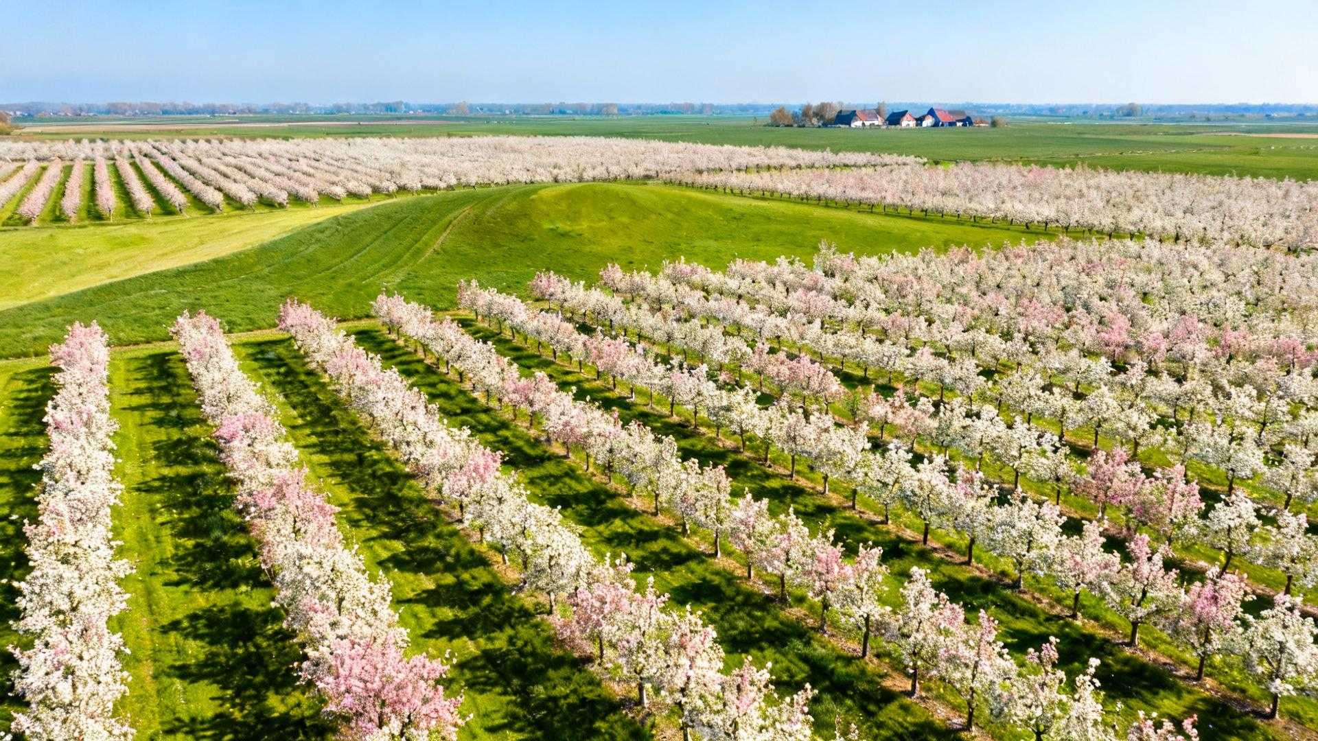 Augustus om 14:30 in een IC-trein richting Maastricht. Dertig toeristen verdringen zich voor raamplaatsen terwijl de airco kreunt tegen 32°C buitentemperatuur. Hotels in Zuid-Limburg rekenen € 180 per nacht. Verschuif naar april om 08:30: dezelfde trein, twaalf passagiers, frisse 11°C lente-ochtend, bloeiende heuvels voorbij het raam, accommodaties voor € 90. Dit is het timing-geheim dat Nederlandse treinreizigers al generaties bewaren. De mooiste landschappen ontvouwen zich niet in zomerdruktes. Ze bloeien op in het 8-weken venster dat april-mei onthult. Het lentevenster dat 88% van Nederlandse treinreizigers mist Nederland telt vijf iconische treinroutes die in de lente transformeren. De Betuwe bloesemroute tussen Culemborg en Beesd ontvangt 100.000 bezoekers in april. Dat klinkt druk, maar in juli-augustus zwelt dit aan tot 285.000 bezoekers. De nieuwe NS-dienstregeling vanaf 14 december 2024 biedt meer treinen in weekenden. Ideaal voor lenteontdekkingen. Temperaturen schommelen tussen 8°C en 15°C in april-mei. Perfect wandelweer zonder zomerse hitte van 25°C+. Nieuwe elektrische treinen op de Zuid-Limburg Heuvellandlijn hebben sinds 2025 panoramische ramen. 20% groter zichtveld voor het glooiende landschap. Veluwezoom Nationaal Park noteert 250.000 bezoekers per lente. Minder dan zomerdrukte, meer dan genoeg voor levendigheid. Vijf routes waar april-mei het landschap hertekent Betuwe's bloesemroute: wit-roze sprookje tussen Culemborg en Beesd April transformeert 19e-eeuwse fruitboomgaarden in bloesemtunnels. Appel-, kers- en perenbloesem kleurt wit-roze tegen groene akkers. De route van 18,3 km voert via Tricht over de Appeldijk naar Landgoed Mariënwaerdt. Zoals Janine de Vries van NS.nl uitlegt: "De lente is het hoogtepunt voor de bloesemroute tussen Culemborg en Beesd; wandelen en reizen gecombineerd is dé manier om het voorjaar te vieren." Het Appelbloesemfestival loopt van 26 april tot 4 mei 2025. Veluwezoom tot Zuid-Limburg: van fris groen naar mediterrane heuvels Mei onthult Veluwezoom's verse loofbossen en heidevelden. Roodbruine zandgrond contrasteert met jong groen. Kasteel Amerongen en andere Rijksmonumenten liggen langs erfgoedroutes. Zuid-Limburg biedt grasrijke hellingen met Toscaanse sfeer. Roodbruine bakstenen huizen, gele dakpannen, pittoreske dorpjes. Valkenburg station vormt het hart van de historische "Miljoenenlijn". Wat locals echt ervaren om 07:30 (en waarom dat € 90 scheelt) Ochtendtrein-ritueel: verse koffie en lege coupés Station Geldermalsen om 07:30. Een lokale vrouw met fiets stapt op, koffiebekertje in hand. Trein richting Tiel is 65% gevuld in april-mei. In zomer stijgt dit naar 88%. Nieuwe fietshuurpunten openen 15 maart 2025 bij Geldermalsen en Tiel station. € 12,50 per dag voor gecombineerde trein-fiets tochten. Kees van Dijk, boswachter Nationaal Park Veluwezoom, bevestigt: "Met de trein door ons park reizen is de ideale manier om de ontluikende natuur zonder drukte te ervaren." De prijsrealiteit achter lentetreinreizen Culemborg accommodaties: € 70-110 per nacht in lente versus € 150-220 in zomer. Dat is 56% besparing. Arnhem/Veluwezoom: € 115 lente, € 200+ zomer. Maastricht: € 130 lente, € 220+ zomer. Treinkosten blijven identiek. Amsterdam-Culemborg € 15-25 enkeltje. Amsterdam-Maastricht € 30-45. Maar betere zitplaatskansen in lente. Specialiteiten zoals Limburgse vlaai kosten € 4,50 in lente, € 5,50 in zomer. April bloesem versus mei groen: het 8-weken dilemma Betuwe's bloesempiek duurt 2-3 weken in april. Kersenbloesem 15-25 april, appelbloesem 3-15 mei volgens Bloesemalert-app voorspellingen. Veluwezoom explodeert in mei-groen tussen 15-31 mei. Oostvaardersplassen wildlife piekt in mei. Edelhertenkalverperiode 15 mei-5 juni. Wilde paarden tonen 32% meer activiteit in mei dan juli. Zuid-Limburg's heuvelbloei: 10-25 mei voor grasrijke hellingen. Het is geen of-of keuze. Beide periodes onthullen unieke natuurlagen. Elke week biedt andere visuele beloningen tussen bloesem en groen. Jouw vragen over de mooiste treinreizen voor de lente beantwoord Welke route is het goedkoopst voor een weekend in april-mei? Betuwe bloesemroute wint. € 15-25 retourtrein vanaf Amsterdam, accommodaties € 70-90 per nacht. Totaal weekend € 170-205 versus € 300+ in zomer. Oostvaardersplassen-gebied biedt vergelijkbare prijzen: € 60-90 accommodaties, € 5-10 treinkaartje vanuit Almere. Kan je deze routes combineren met lokale festivals? Absoluut. Betuwe Appelbloesemfestival 26 april-4 mei 2025. Veluws Natuurwandelingen starten wekelijks vanaf 1 april. Zeeland strandopeningen 15 mei officieel. Zuid-Limburg heeft carnaval in vroeg voorjaar, maar april-mei biedt rustiger heuvelervaringen. Hoe verhouden Nederlandse lenteroutes zich tot buitenlandse alternatieven? Betuwe bloesem heeft 85% visuele impact van Zwitserse alpenweiden. Reistijd 1,5 uur versus 8 uur naar Zwitserland. Kosten Amsterdam-Betuwe € 25 versus Amsterdam-Alpen € 120. Zuid-Limburg toont 72% landschappelijke overeenkomst met Toscane in mei, maar 95% bereikbaar via openbaar vervoer tegen 65% in Italië. Mei-ochtend om 08:15, ergens tussen Dieren en Velp. Zon breekt door berkentakken terwijl de trein langs Veluwezoom glijdt. Een vrouw met koffie en krant stapt bij. Dit is geen vakantie-ervaring. Dit is hoe Nederlanders lente echt leven, dagelijks, zonder fanfare.